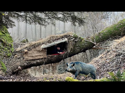 Construyendo un refugio secreto en un árbol caído para sobrevivir