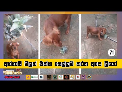 අන්නාසි මලත් එක්ක සෙල්ලම් කරන අපෙ ලියෝ - 71 - Ceylon Pet Media YouTube Star Competition