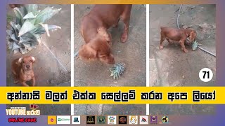 අන්නාසි මලත් එක්ක සෙල්ලම් කරන අපෙ ලියෝ - 71 - Ceylon Pet Media YouTube Star Competition