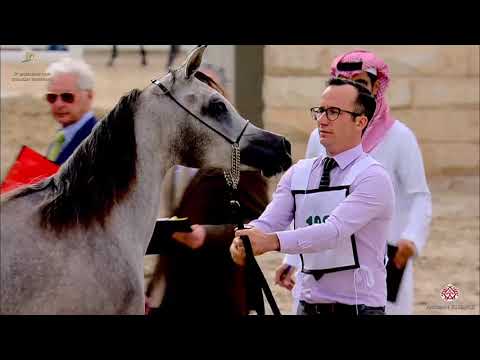 N 138 NADA ALJAZIRA   The Breeders Cup   Kuwait 2020   Straight Egyptians   2 Years Old Fillies Clas
