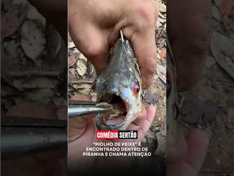 Em Alvorada d’Oeste, Rondônia, Eloane Balbino compartilhou uma curiosidade sobre um pequeno animal e
