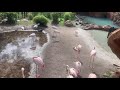 Two Minutes Of Zen Flamingos At Animal Kingdom Lodge