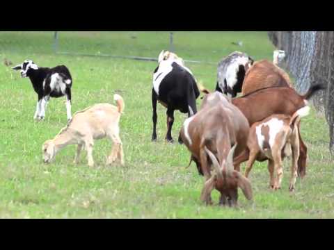 On The Farm - Educational Video by abcteach