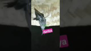 Download lagu Suara inap langsung moles by Aprilia NTB mp3