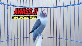 Download lagu Lovebird GACOR Ngekek Panjang Cepat Memancing BUNYI, BARU DIPUTAR Langsung NYAUT mp3