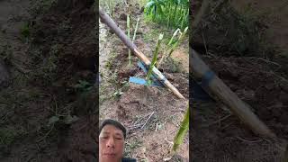 Pulling up corn stalks to make fertilizer #farming #satisfying #gardening #farmer #nature