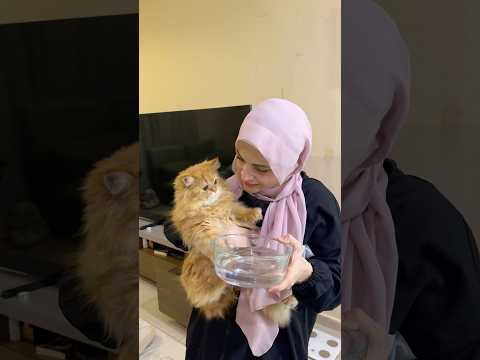 مقلب بل قطه😂😂 نانو وام سيف