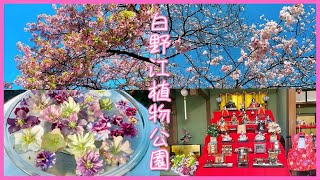 門司港🌸白野江植物公園の河津桜と寒緋桜/ ひなまつり［vlog］福岡の桜/桜の名所/ FUKUOKA, JAPAN