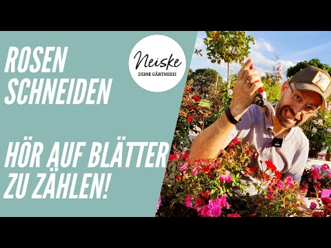 Rosen schneiden - Hör auf Blätter zu zählen