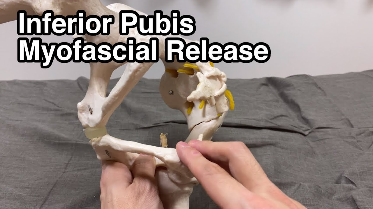 How to do myofascial release around pubis