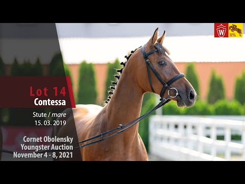 Youngster Auktion Lot 14 Contessa Stute v. Cornet Obolensky - A la Carte NRW