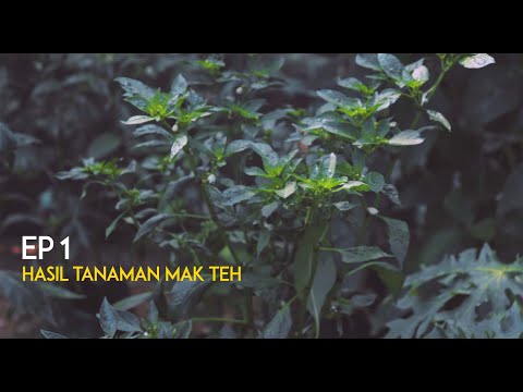 [EP 001] Hasil Tanaman Mak Teh