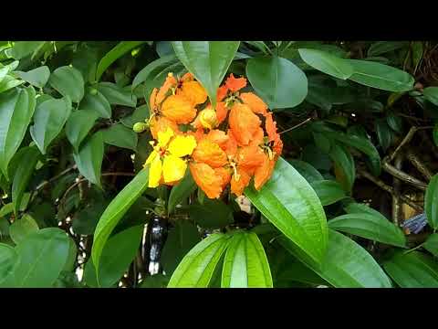 download lagu mp3 mp4 Red Bauhinia, download lagu Red Bauhinia gratis, unduh video klip Red Bauhinia