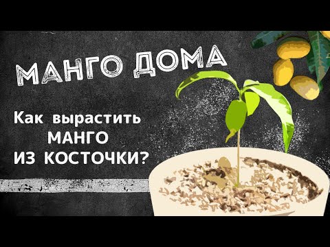 МАНГО ДОМА | Как вырастить манго из косточки?