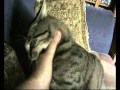 Tabby Attacks Again