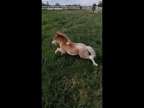 Horse brain scans reveal the importance of the mother-foal bond #AnimalBehaviour #Horses #VetMed