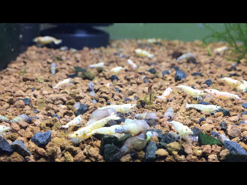 download lagu mp3 mp4 Golden Bee Shrimp, download lagu Golden Bee Shrimp gratis, unduh video klip Golden Bee Shrimp