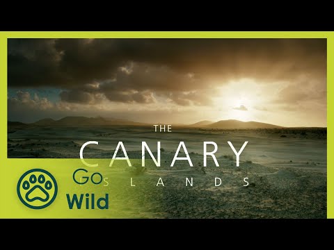 Canary Islands - Part II: The World of the Fire Mountains - Go Wild