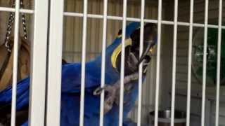 Hyacinth Macaw Boarding at VCBE