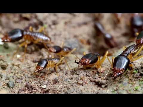 The Amazing Life of Termites: Unveiling the Secrets of the Silent Destroyers