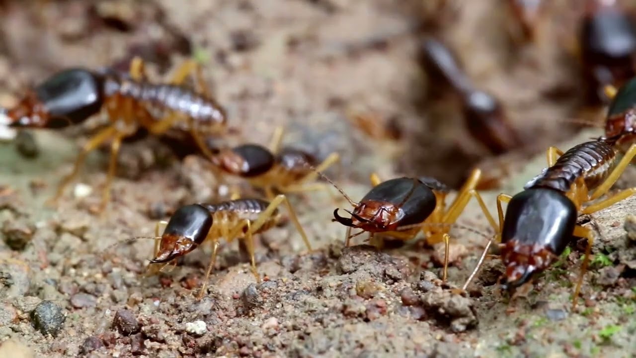 The Amazing Life of Termites: Unveiling the Secrets of the Silent Destroyers"@7SevenTrillionPounds