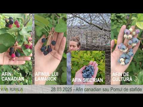 Afin canadian #plants