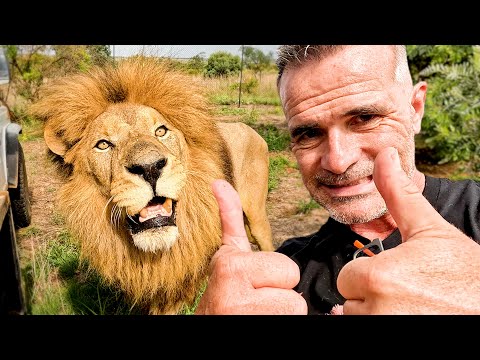 Can LIONS Be Reunited? | The Lion Whisperer