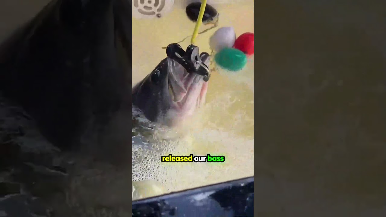 BEST LiveWell Treatment We’ve Tested!