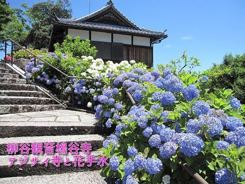 長岡京市　柳谷観音楊谷寺 アジサイ