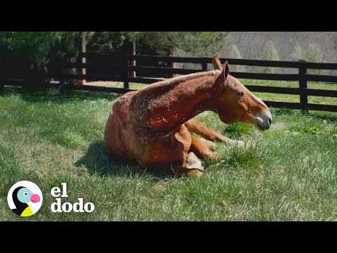 Rescued giant horse enjoys retirement after 20 years of work | The Dodo