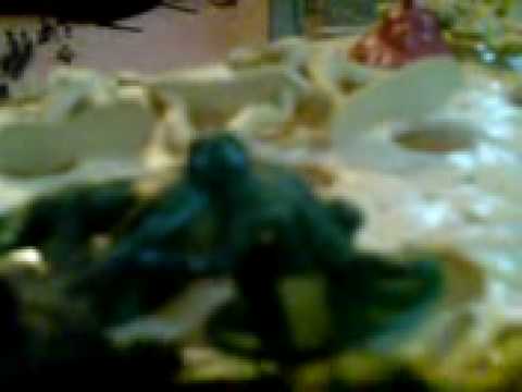 Saving Plastic Ryan 4(Brown hawk down)