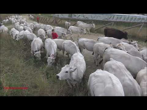 LA TRANSUMANZA RIPRENDE IL SUO CAMMINO DA PRATO NEVOSO PER ARTESINA (CN) DOM. 19 - 9 - 2021.