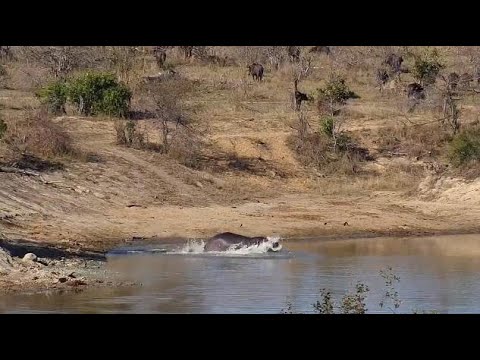 Djuma: Hippo goes out and back in dam after Buffalo herd leaves - 15:28 - 09/12/20