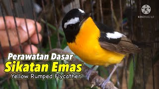 Download lagu YellowRumpedFlycather care mp3 Download lagu YellowRumpedFlycather care mp3