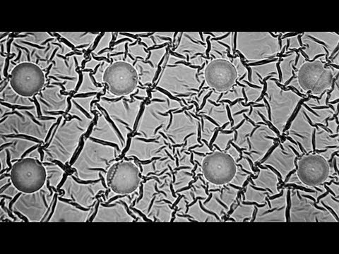 セルサイズのロボットを量産する方法 (How to mass produce cell-sized robots)