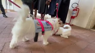 Treviso, il Lions club dona un cane «allerta diabete» ad una bambina