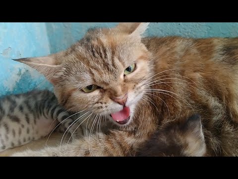 Mother Cat Hissing And Growling And Protecting Her Kittens From Everyone
