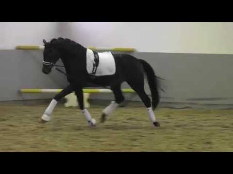 Weidenhof-Verkaufspferd: "FOR ROBBIE" *2014 Hengst v.Franziskus-Ampere