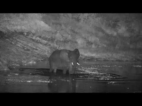 Djuma: Lone Elephant crosses the dam and Hippo comes out of corner - 23:56 - 05/28/2022
