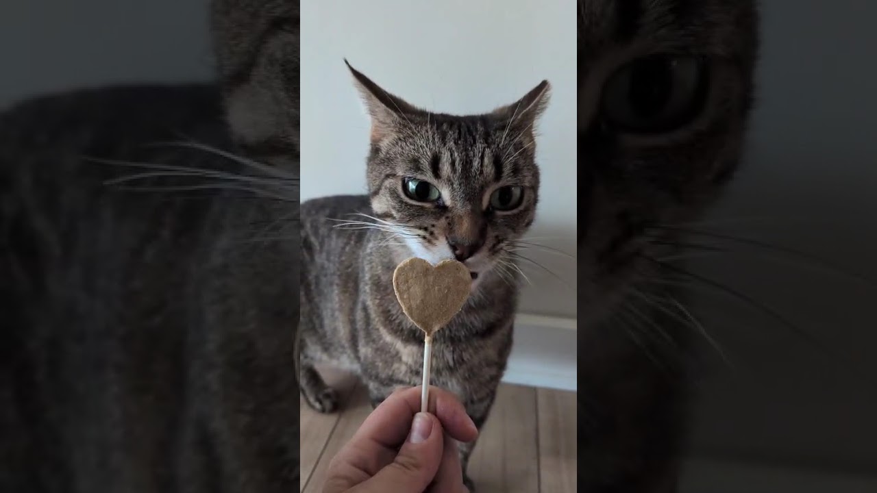 Enlarge Farmer's Market aka "Markie", a ADOPTABLE Domestic Short Hair in Fort Belvoir, VA video 5/6
