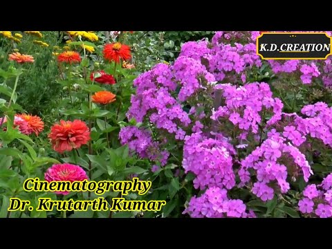 Das Gayi Das Gayi Nagin Si | Super Hit Sadabahar Song |@KDCREATIONSinger  डस गई डस गई नागिन सी...