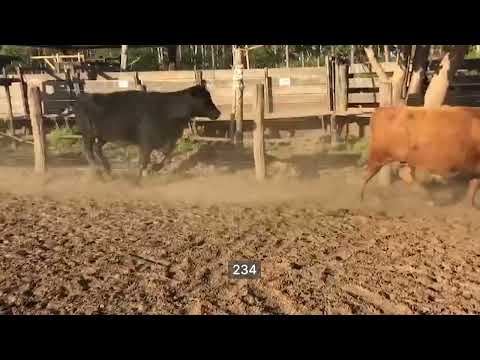 Lote 60 Vacas CUT preñadas en Berón de Astrada, Corrientes