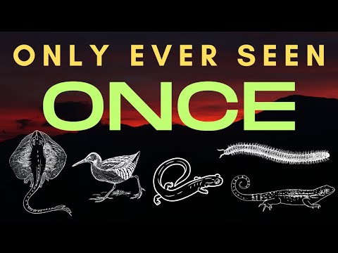 Seen Once and then Gone - 5 Species that are Missing