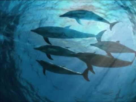 Incognito   Magnetic Ocean (1992)