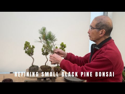 Veredelung kleiner Schwarzkiefer-Bonsais