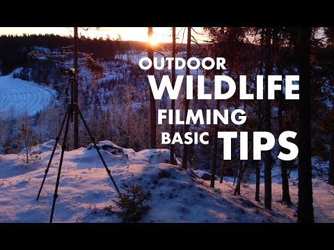 How To Film Wildlife | The Basics