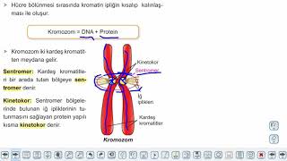 10 Sinif Biyoloji Modul 1 Konu Anlatim Videolari Egitim Vadisi