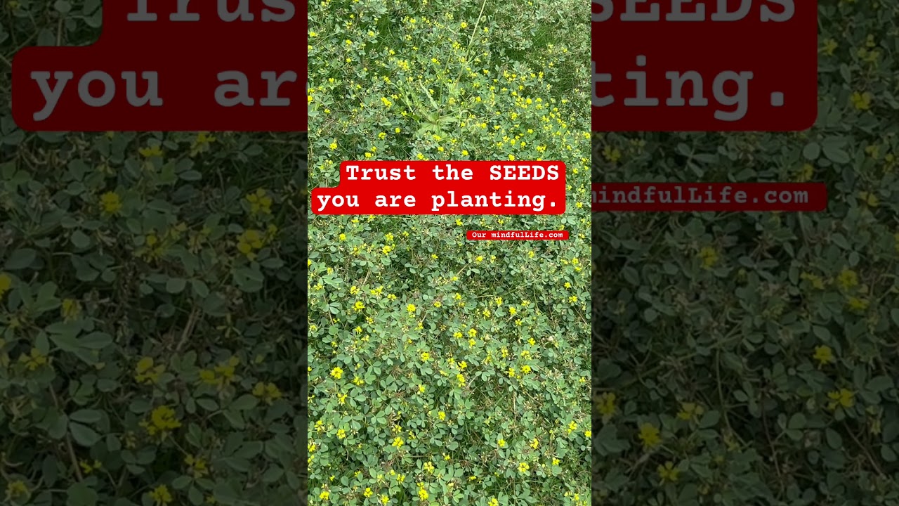 Trust the SEEDS you are planting. #yt  #ytvideo #ytviral  #ytshorts #ytshortsvideo #ofw #trust