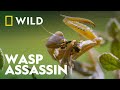 Praying Mantis Vs Wasp Wild Europe National Geographic Wild