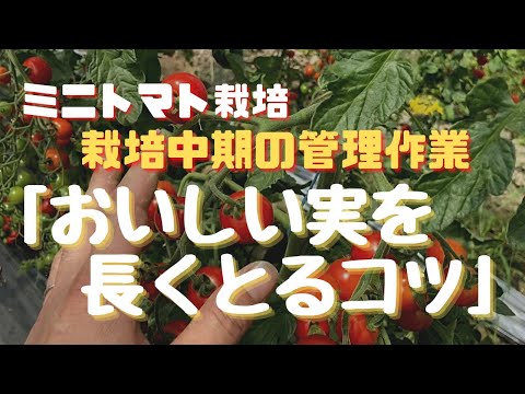 , title : 'ミニトマト栽培の基礎知識【成り疲れ・芯止め・尻腐れ】'